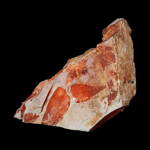 6.5" Detailed Glossopteris Browniana Fossil Plant Leafs Permian Age Australia - Fossil Age Minerals