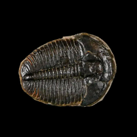 0.7" Elrathia Kingi Trilobite Fossil Utah Cambrian Age 521 Million Years Old COA - Fossil Age Minerals