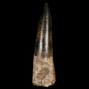 XL 3.5" Spinosaurus Fossil Tooth 100 Million Years Old Cretaceous Dinosaur COA Stand