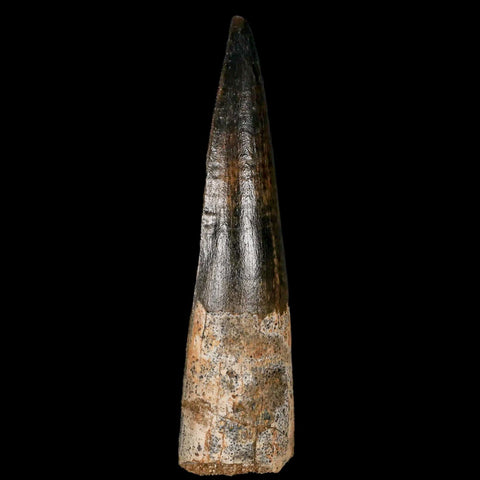 XL 3.5" Spinosaurus Fossil Tooth 100 Million Years Old Cretaceous Dinosaur COA Stand - Fossil Age Minerals