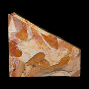 5.3" Detailed Glossopteris Browniana Fossil Plant Leafs Permian Age Australia