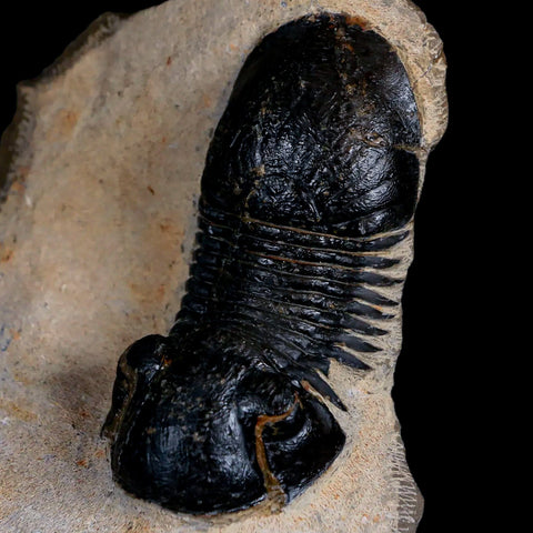 2.6" Paralejurus SP Trilobite Fossil Morocco Devonian Age 400 Mil Yrs Old COA - Fossil Age Minerals