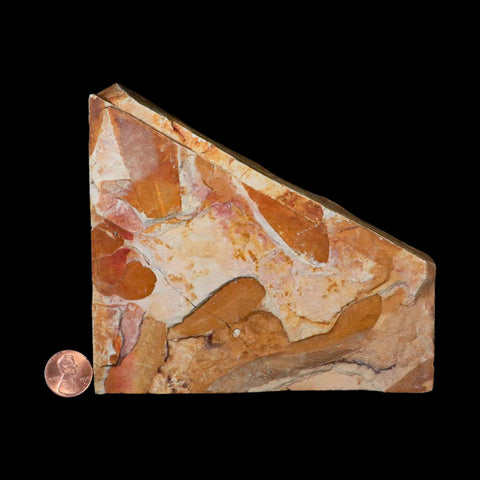 5.3" Detailed Glossopteris Browniana Fossil Plant Leafs Permian Age Australia - Fossil Age Minerals