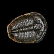 0.7" Elrathia Kingi Trilobite Fossil Utah Cambrian Age 521 Million Years Old COA