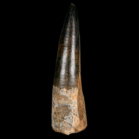 XL 3.5" Spinosaurus Fossil Tooth 100 Million Years Old Cretaceous Dinosaur COA Stand - Fossil Age Minerals