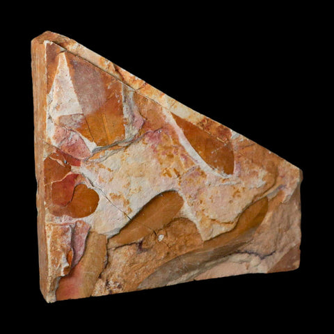 5.3" Detailed Glossopteris Browniana Fossil Plant Leafs Permian Age Australia - Fossil Age Minerals