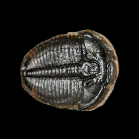 0.7" Elrathia Kingi Trilobite Fossil Utah Cambrian Age 521 Million Years Old COA