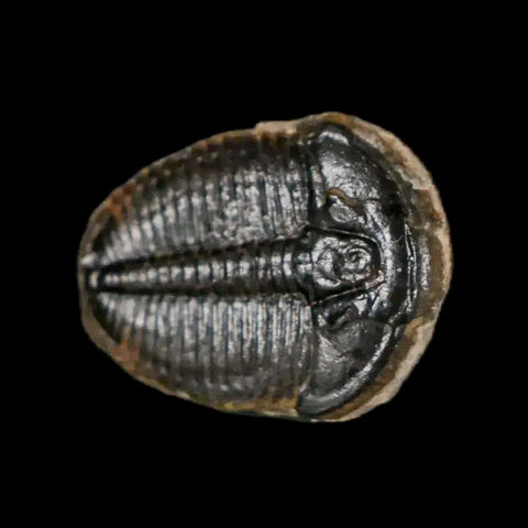 0.7" Elrathia Kingi Trilobite Fossil Utah Cambrian Age 521 Million Years Old COA - Fossil Age Minerals