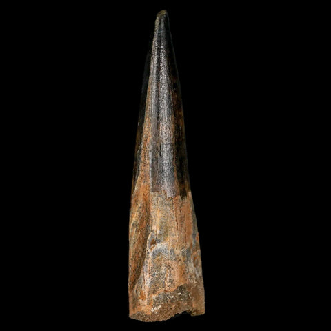 XL 3.5" Spinosaurus Fossil Tooth 100 Million Years Old Cretaceous Dinosaur COA Stand - Fossil Age Minerals