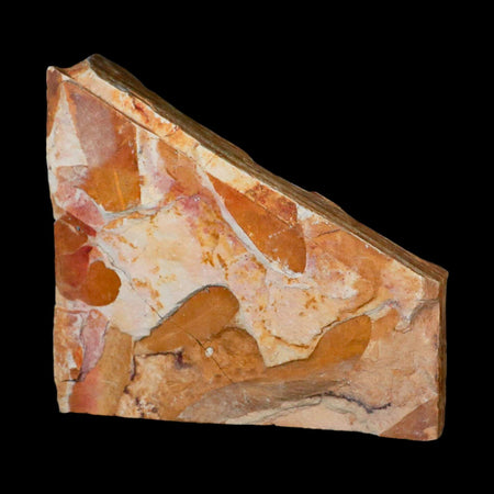 5.3" Detailed Glossopteris Browniana Fossil Plant Leafs Permian Age Australia