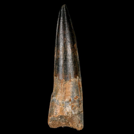 XL 3.5" Spinosaurus Fossil Tooth 100 Million Years Old Cretaceous Dinosaur COA Stand