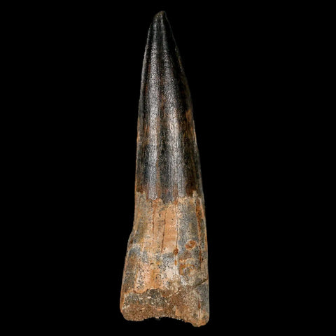 XL 3.5" Spinosaurus Fossil Tooth 100 Million Years Old Cretaceous Dinosaur COA Stand - Fossil Age Minerals