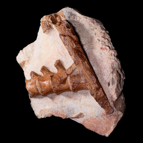 13" Polycotylid Plesiosaur Jaw and Vertebrae Fossil In Situ Cretaceous Age Morocco - Fossil Age Minerals