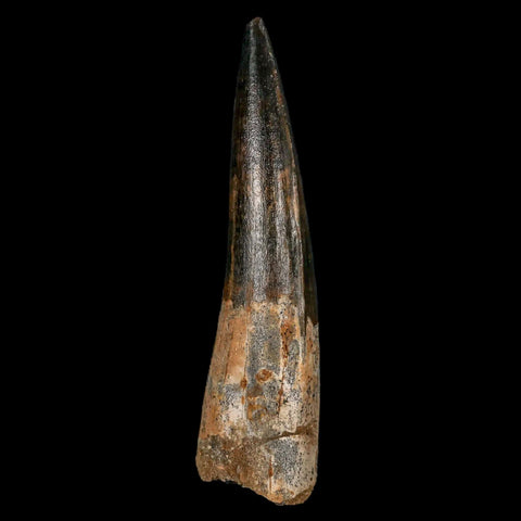 XL 3.5" Spinosaurus Fossil Tooth 100 Million Years Old Cretaceous Dinosaur COA Stand - Fossil Age Minerals