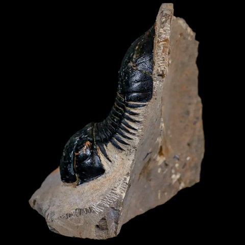 2.6" Paralejurus SP Trilobite Fossil Morocco Devonian Age 400 Mil Yrs Old COA - Fossil Age Minerals
