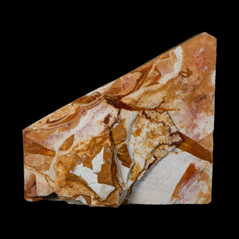 5.3" Detailed Glossopteris Browniana Fossil Plant Leafs Permian Age Australia - Fossil Age Minerals