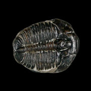 0.7" Elrathia Kingi Trilobite Fossil Utah Cambrian Age 521 Million Years Old COA