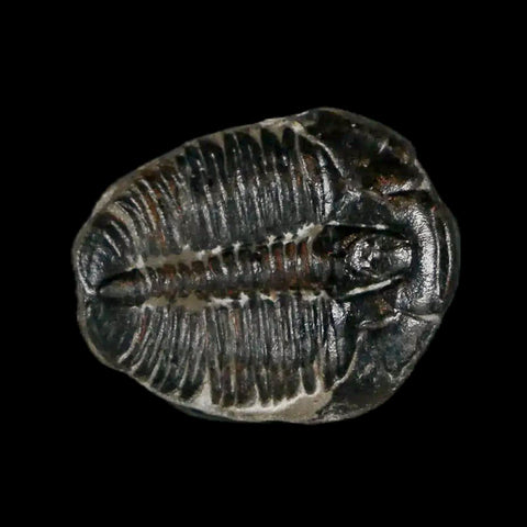 0.7" Elrathia Kingi Trilobite Fossil Utah Cambrian Age 521 Million Years Old COA - Fossil Age Minerals