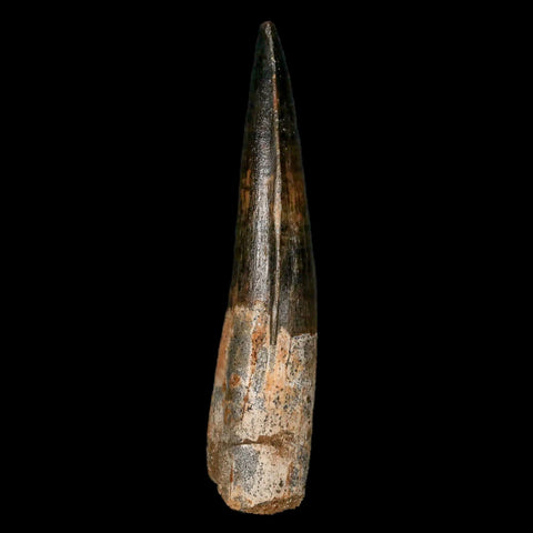 XL 3.5" Spinosaurus Fossil Tooth 100 Million Years Old Cretaceous Dinosaur COA Stand - Fossil Age Minerals