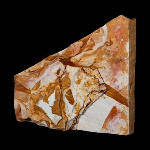 5.3" Detailed Glossopteris Browniana Fossil Plant Leafs Permian Age Australia - Fossil Age Minerals