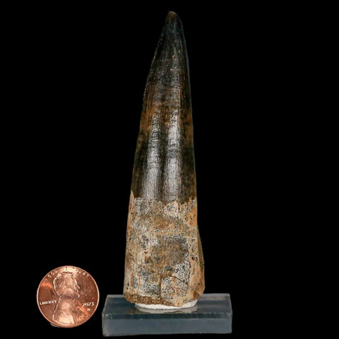 XL 3.5" Spinosaurus Fossil Tooth 100 Million Years Old Cretaceous Dinosaur COA Stand - Fossil Age Minerals