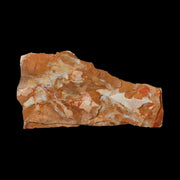 5.6" Detailed Glossopteris Browniana Fossil Plant Leafs Permian Age Australia