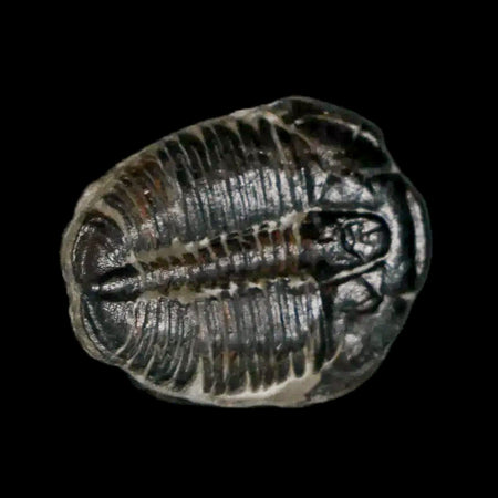 0.7" Elrathia Kingi Trilobite Fossil Utah Cambrian Age 521 Million Years Old COA