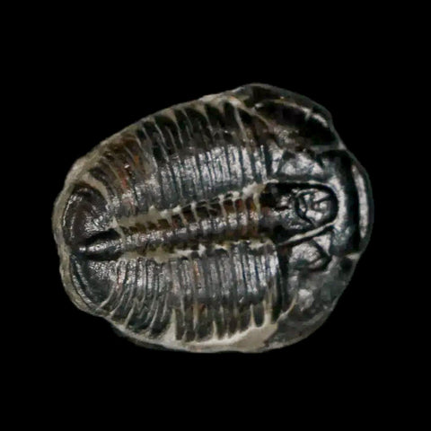 0.7" Elrathia Kingi Trilobite Fossil Utah Cambrian Age 521 Million Years Old COA - Fossil Age Minerals