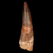 XL 3.3" Spinosaurus Fossil Tooth 100 Million Years Old Cretaceous Dinosaur COA Stand