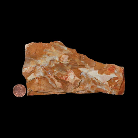 5.6" Detailed Glossopteris Browniana Fossil Plant Leafs Permian Age Australia - Fossil Age Minerals