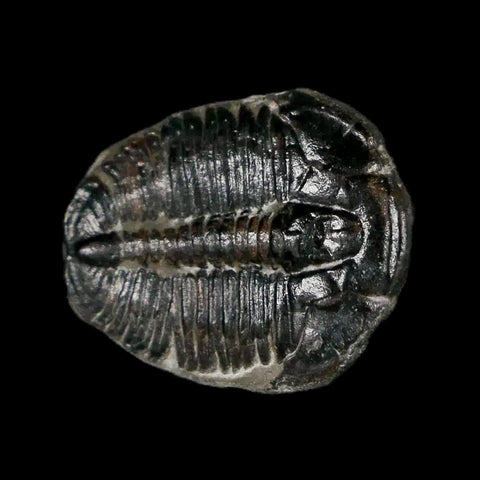 0.7" Elrathia Kingi Trilobite Fossil Utah Cambrian Age 521 Million Years Old COA - Fossil Age Minerals