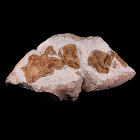 12.8"  Polycotylid Plesiosaur Vertebrae Fossil In Situ Cretaceous Dinosaur Age COA - Fossil Age Minerals