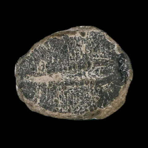 0.7" Elrathia Kingi Trilobite Fossil Utah Cambrian Age 521 Million Years Old COA - Fossil Age Minerals