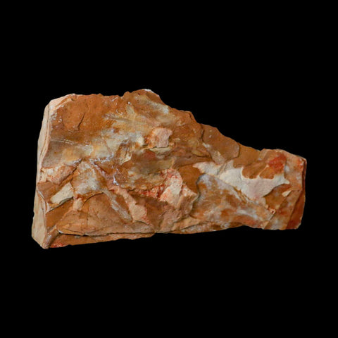 5.6" Detailed Glossopteris Browniana Fossil Plant Leafs Permian Age Australia - Fossil Age Minerals