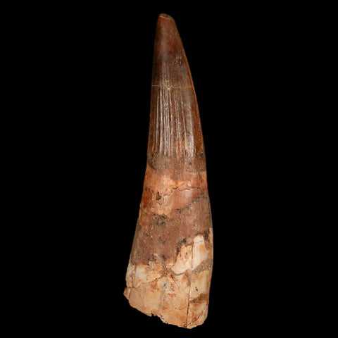 XL 3.3" Spinosaurus Fossil Tooth 100 Million Years Old Cretaceous Dinosaur COA Stand - Fossil Age Minerals