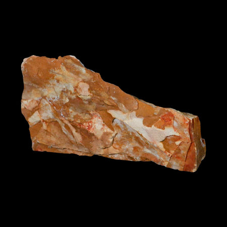 5.6" Detailed Glossopteris Browniana Fossil Plant Leafs Permian Age Australia