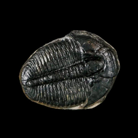 0.7" Elrathia Kingi Trilobite Fossil Utah Cambrian Age 521 Million Years Old COA