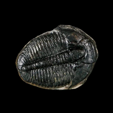 0.7" Elrathia Kingi Trilobite Fossil Utah Cambrian Age 521 Million Years Old COA - Fossil Age Minerals