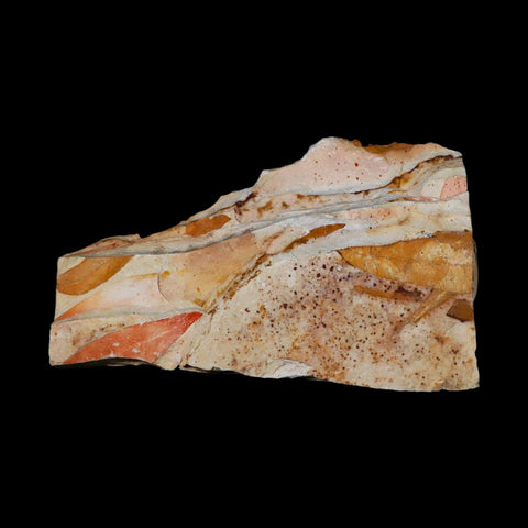 5.6" Detailed Glossopteris Browniana Fossil Plant Leafs Permian Age Australia - Fossil Age Minerals