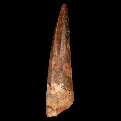 XL 3.3" Spinosaurus Fossil Tooth 100 Million Years Old Cretaceous Dinosaur COA Stand - Fossil Age Minerals