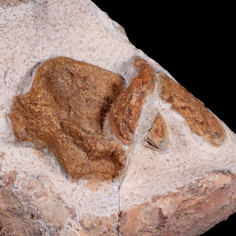 12.8"  Polycotylid Plesiosaur Vertebrae Fossil In Situ Cretaceous Dinosaur Age COA - Fossil Age Minerals