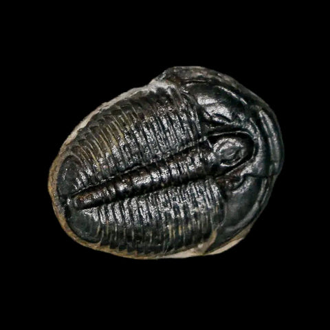 0.7" Elrathia Kingi Trilobite Fossil Utah Cambrian Age 521 Million Years Old COA - Fossil Age Minerals