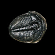 0.7" Elrathia Kingi Trilobite Fossil Utah Cambrian Age 521 Million Years Old COA