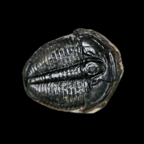 0.7" Elrathia Kingi Trilobite Fossil Utah Cambrian Age 521 Million Years Old COA - Fossil Age Minerals