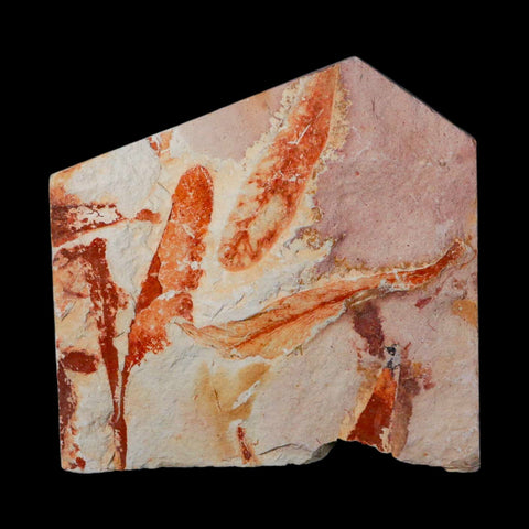 3.8" Detailed Glossopteris Browniana Fossil Plant Leafs Permian Age Australia - Fossil Age Minerals