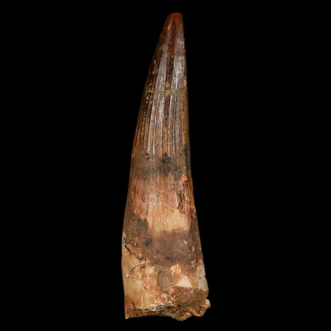 XL 3.3" Spinosaurus Fossil Tooth 100 Million Years Old Cretaceous Dinosaur COA Stand - Fossil Age Minerals