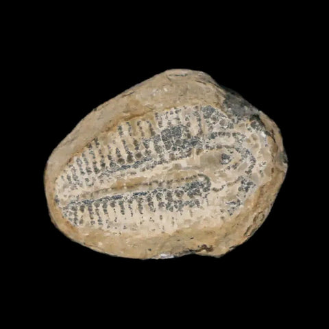 0.7" Elrathia Kingi Trilobite Fossil Utah Cambrian Age 521 Million Years Old COA - Fossil Age Minerals