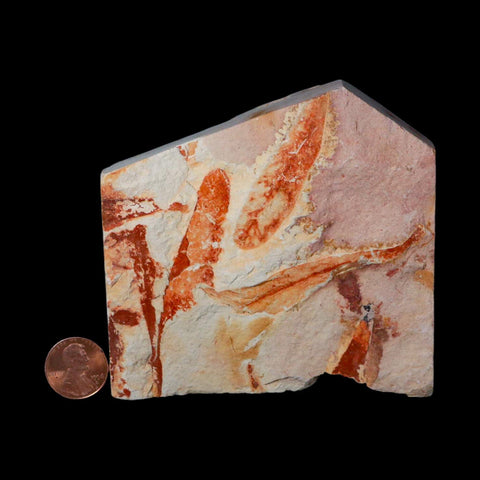 3.8" Detailed Glossopteris Browniana Fossil Plant Leafs Permian Age Australia - Fossil Age Minerals