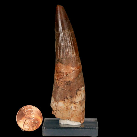 XL 3.3" Spinosaurus Fossil Tooth 100 Million Years Old Cretaceous Dinosaur COA Stand - Fossil Age Minerals