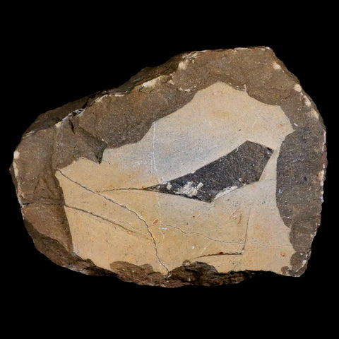 3.1" Crotalocephalus Gibbus Trilobite Fossil Morocco Devonian Age 400 Mil Yrs Old COA - Fossil Age Minerals